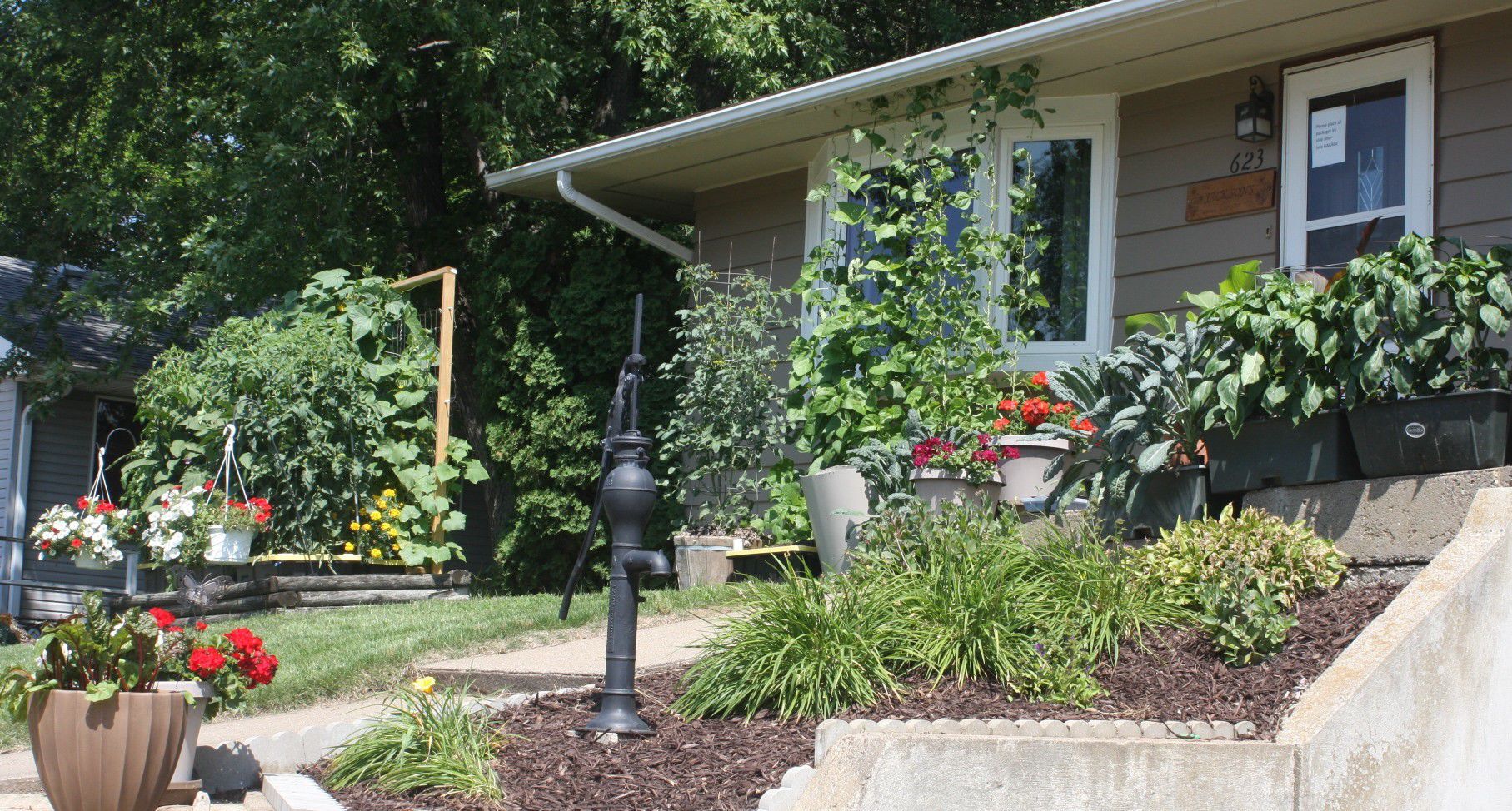 Greenery near mid-day